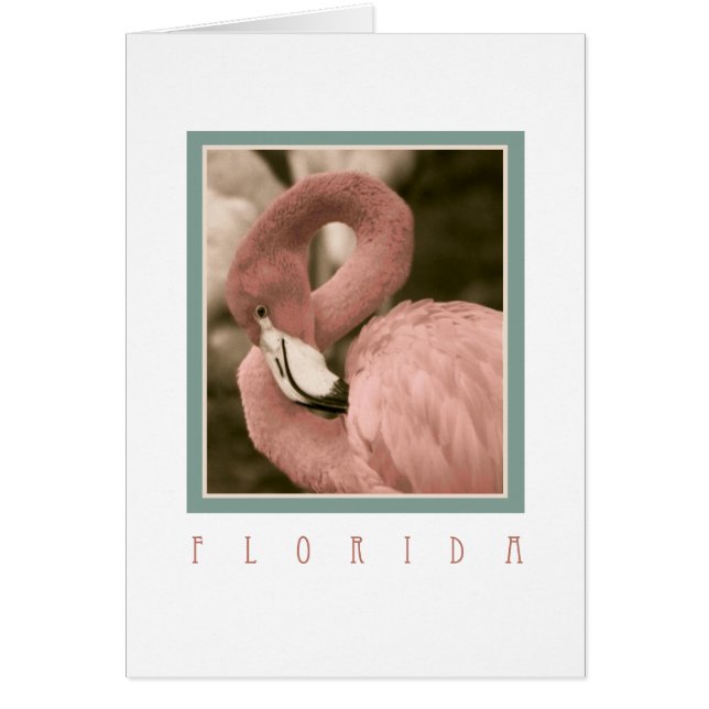 Florida Flamingos (Voorkant)