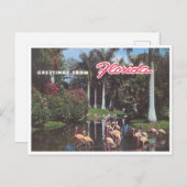 Florida flamingos 1960  briefkaart (Voorkant / Achterkant)