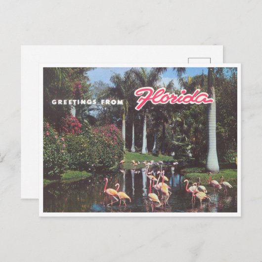 Florida flamingos 1960 briefkaart (Voorkant / Achterkant)