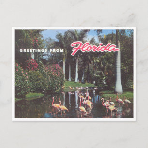 Florida flamingos 1960 briefkaart