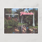 Florida flamingos 1960 briefkaart (Voorkant)