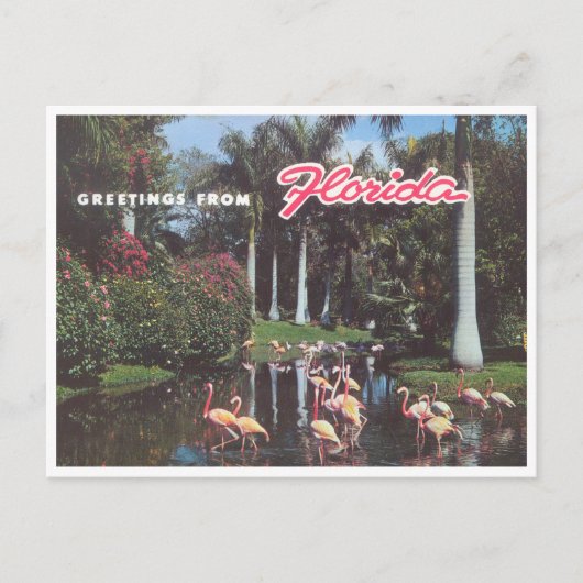 Florida flamingos 1960  briefkaart (Voorkant)