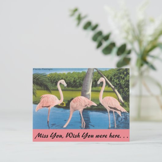 Florida, Flamingo's Briefkaart (Staand voorkant)