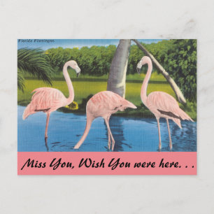 Florida, Flamingo's Briefkaart