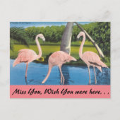 Florida, Flamingo's Briefkaart (Voorkant)