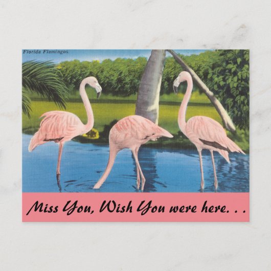 Florida, Flamingo's Briefkaart (Voorkant)