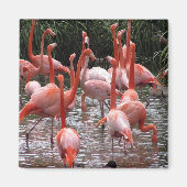 Florida Flamingos Magneet (Voorkant)