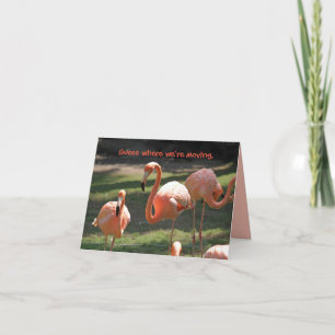 FLORIDA FLAMINGOS MODCARD BEDANKKAART