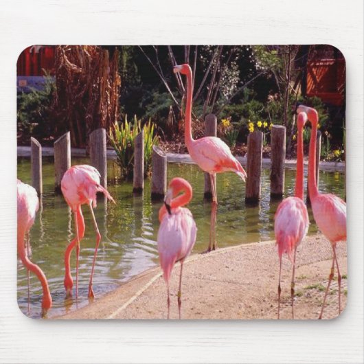 Florida Flamingos Muismat (Voorkant)