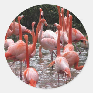 Florida Flamingos Ronde Sticker