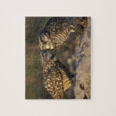 Florida, Fort Myers. Bindende boompenkoppels Legpuzzel (Verticaal)