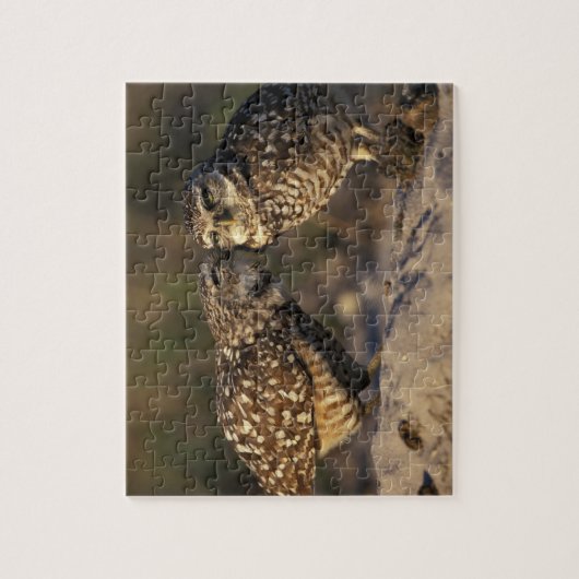 Florida, Fort Myers. Bindende boompenkoppels Legpuzzel (Verticaal)