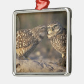 Florida, Fort Myers. Bindende boompenkoppels Metalen Ornament (Links)