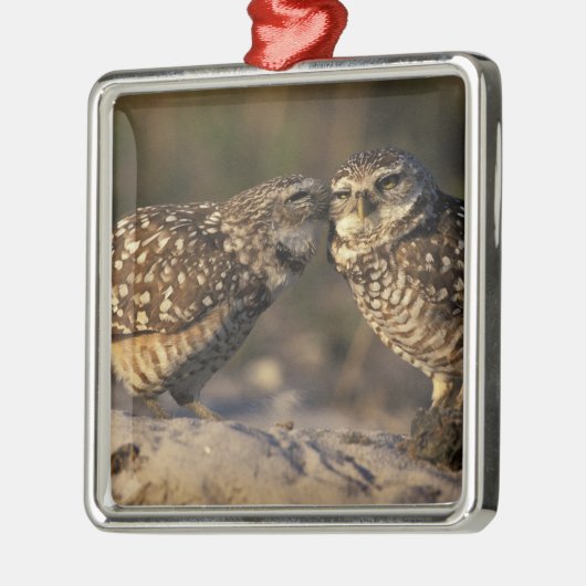 Florida, Fort Myers. Bindende boompenkoppels Metalen Ornament (Links)