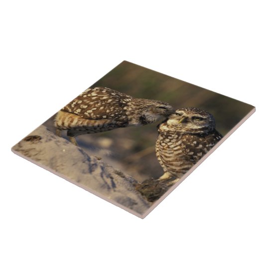 Florida, Fort Myers. Bindende boompenkoppels Tegeltje (Zijkant)