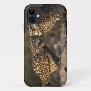 Florida, Fort Myers. Paring Gravende Uil aan het v iPhone 11 Hoesje