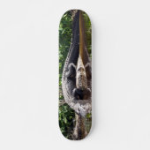 Florida Gator - Amerikaans Alligator Skateboard (Voorkant)