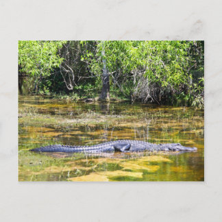 Florida Gator Briefkaart