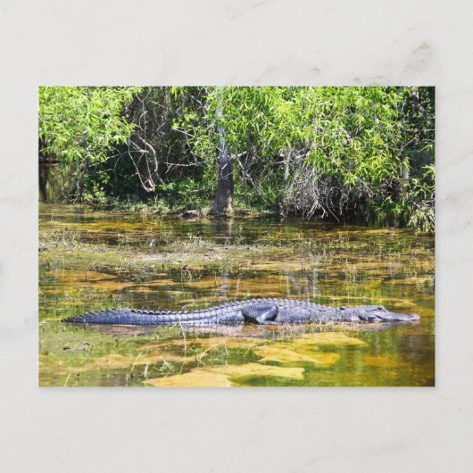 Florida Gator Briefkaart (Voorkant)