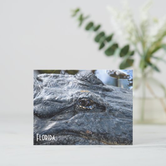 Florida Gator briefkaart (Staand voorkant)