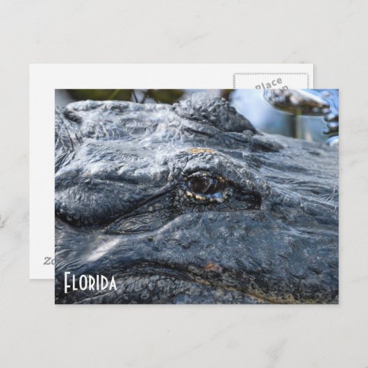 Florida Gator briefkaart (Voorkant / Achterkant)