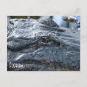 Florida Gator briefkaart (Voorkant)