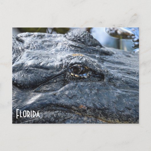 Florida Gator briefkaart (Voorkant)