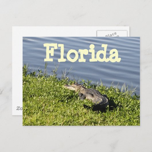 Florida Gator Briefkaart (Voorkant / Achterkant)