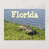 Florida Gator Briefkaart (Voorkant)