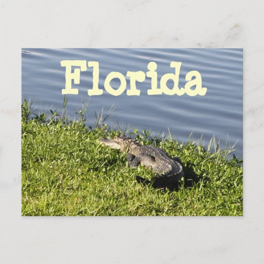 Florida Gator Briefkaart (Voorkant)