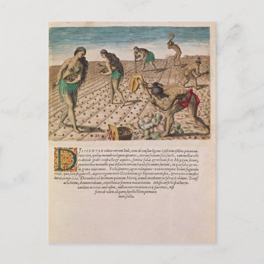 Florida Indiërs planten maïs Briefkaart (Voorkant)