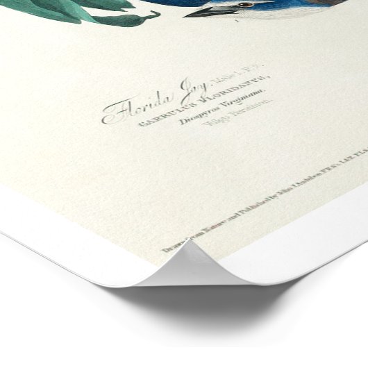 Florida Jay door Audubon Poster (Hoek)