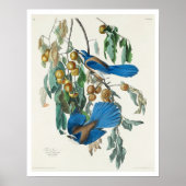 Florida Jay door Audubon Poster (Voorkant)