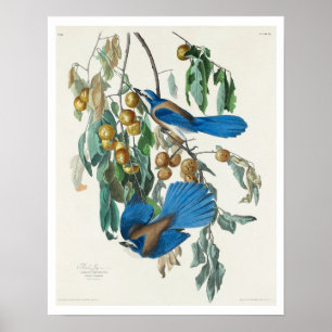Florida Jay door Audubon Poster