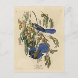 Florida Jay (Scrub-Jay) Audubon's vogels in Amerik Briefkaart