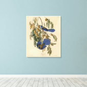 Florida Jay (Scrub-Jay) Audubon's vogels in Amerik Canvas Afdruk (Insitu (Houten vloer))
