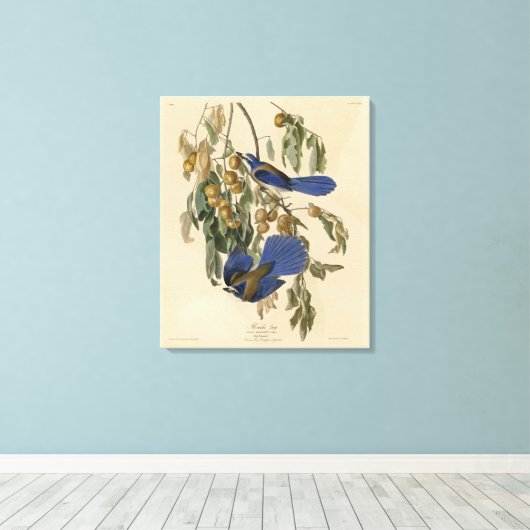 Florida Jay (Scrub-Jay) Audubon's vogels in Amerik Canvas Afdruk (Insitu (Houten vloer))