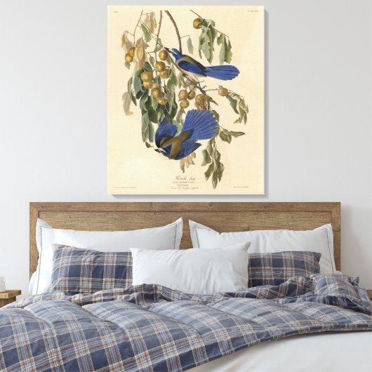 Florida Jay (Scrub-Jay) Audubon's vogels in Amerik Canvas Afdruk (Insitu (Slaapkamer))