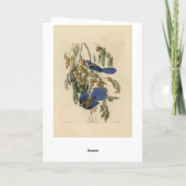 Florida Jay (Scrub-Jay) Audubon's vogels in Amerik Kaart (Achterkant)