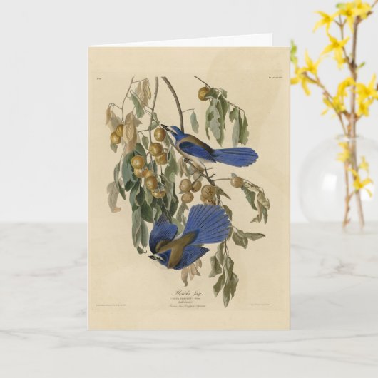 Florida Jay (Scrub-Jay) Audubon's vogels in Amerik Kaart (Gele Bloem)