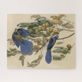 Florida Jay (Scrub-Jay) Audubon's vogels in Amerik Legpuzzel (Horizontaal)