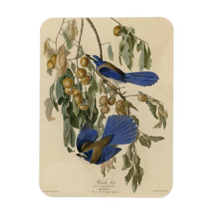 Florida Jay (Scrub-Jay) Audubon's vogels in Amerik Magneet