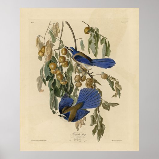 Florida Jay (Scrub-Jay) Audubon's vogels in Amerik Poster (Voorkant)