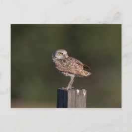 Florida Kerkuil Paar Natuurfotografie Briefkaart