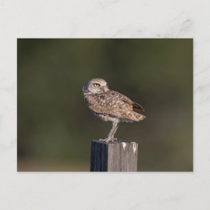 Florida Kerkuil Paar Natuurfotografie Briefkaart