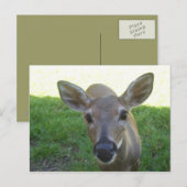 Florida Key Deer Briefkaart (Voorkant / Achterkant)