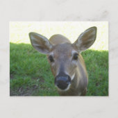 Florida Key Deer Briefkaart (Voorkant)