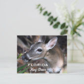Florida Key Deer Briefkaart, versie A Briefkaart (Staand voorkant)