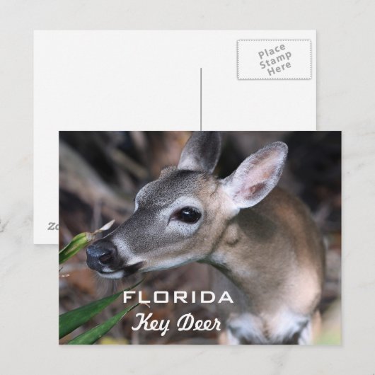 Florida Key Deer Briefkaart, versie A Briefkaart (Voorkant / Achterkant)