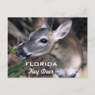 Florida Key Deer Briefkaart, versie A Briefkaart